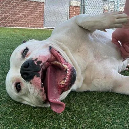 An adult large-sized female Terrier dog named Polly for adoption in Gastonia, NC