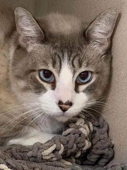 A senior small-sized male Domestic Short Hair cat named James for adoption in Bellevue, WA