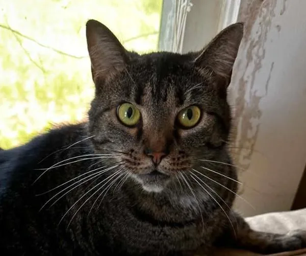 An adult medium-sized female Domestic Short Hair cat named Rainy for adoption in Stratham, NH