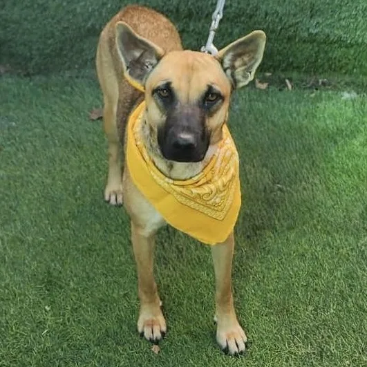 A young medium-sized female Brown / Chocolate German Shepherd Dog dog named Jordan for adoption in Oak Point, TX