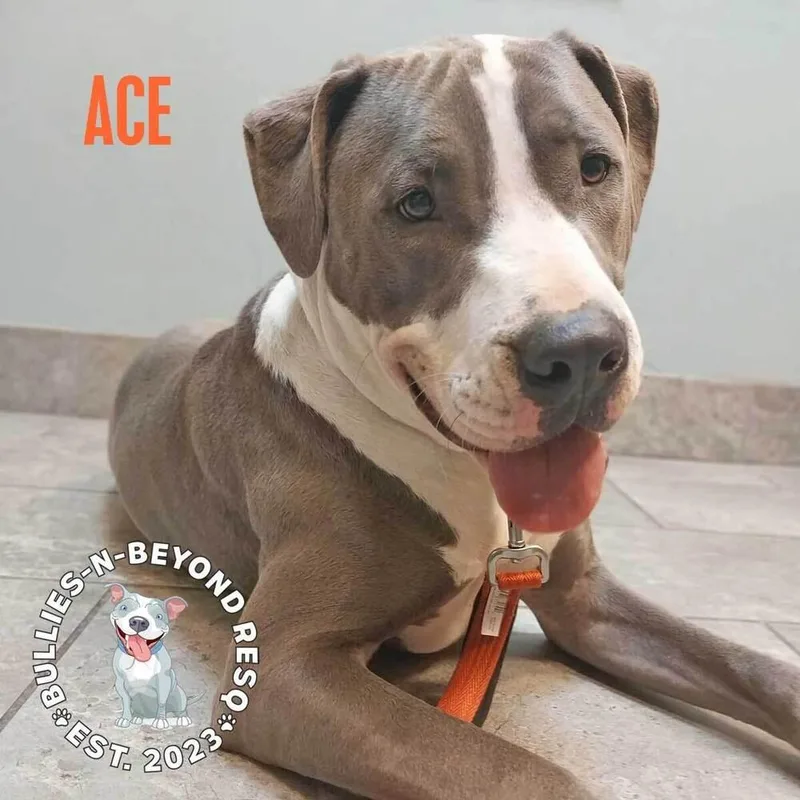 Ace