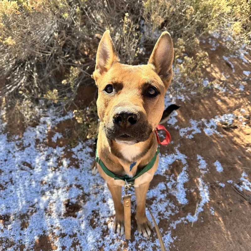 Whiskey Pete thumbnail 2