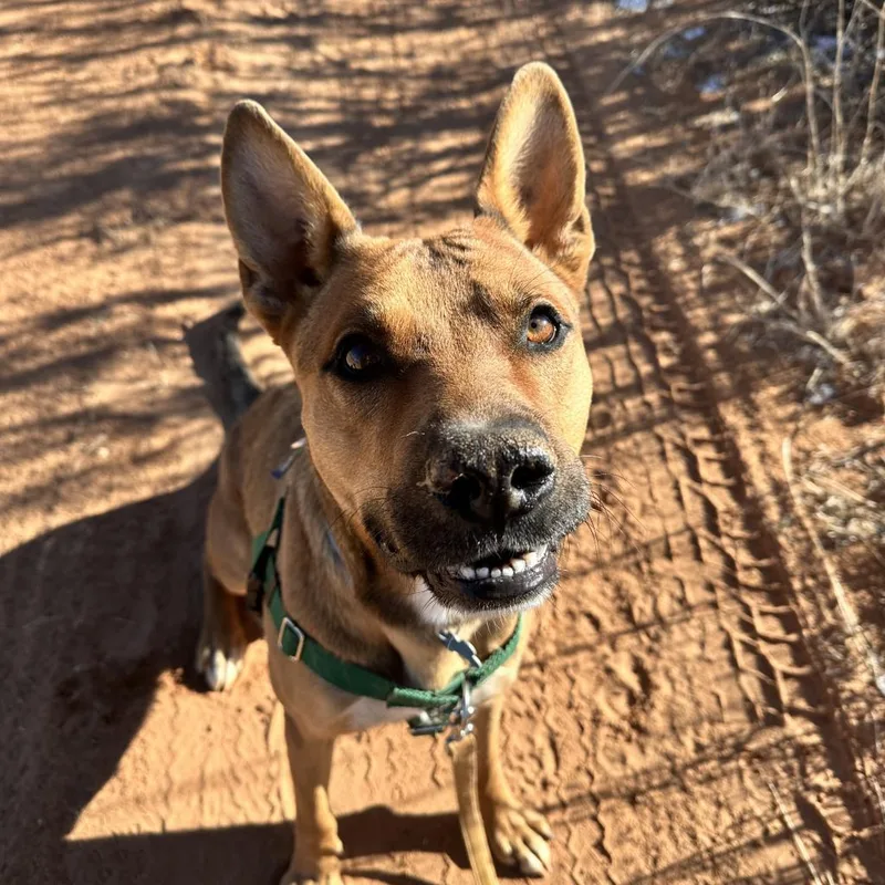 Whiskey Pete thumbnail 3