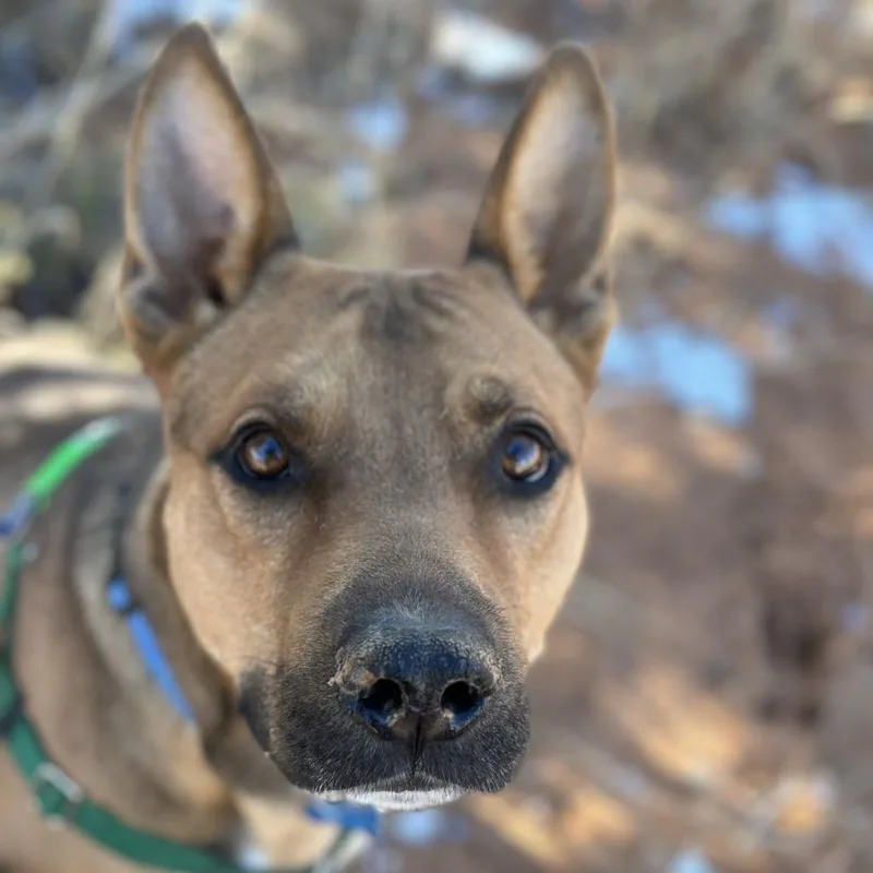 Whiskey Pete thumbnail 4