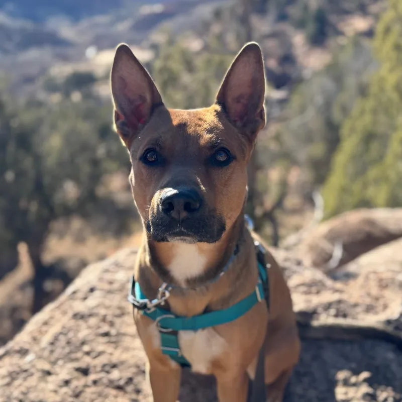 Whiskey Pete thumbnail 5