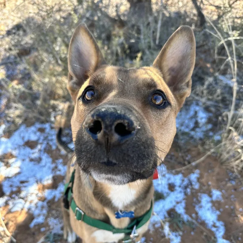 Whiskey Pete thumbnail 6