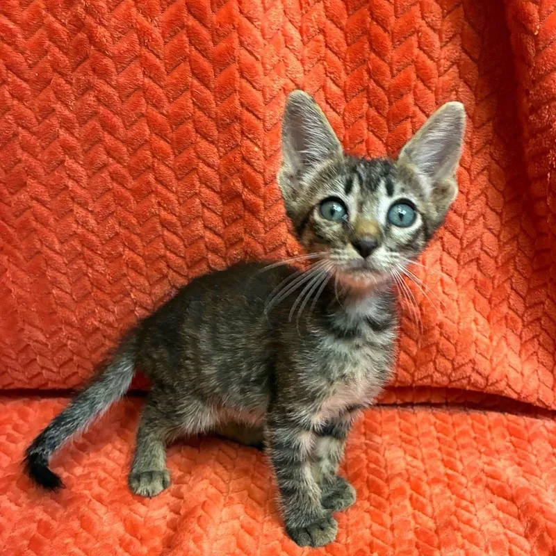 A baby medium-sized male Gray / Blue / Silver Domestic Short Hair cat named Draco for adoption in Gregory, TX