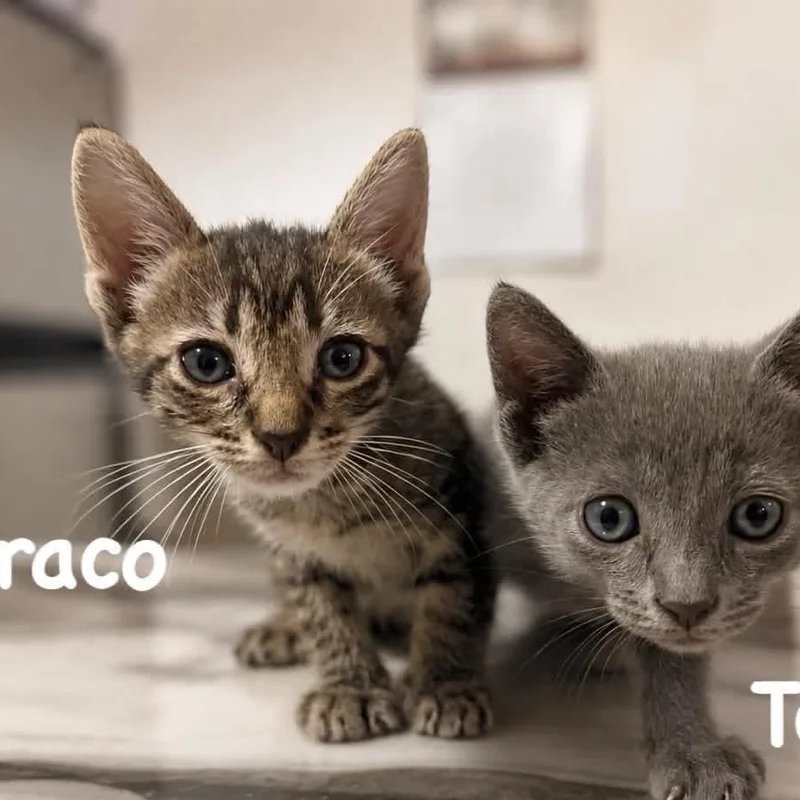 Draco thumbnail 4