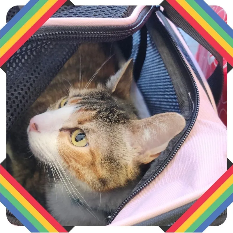 An adult large-sized female Calico Domestic Short Hair cat named Donnatella Meow Meow for adoption in Clearwater, FL