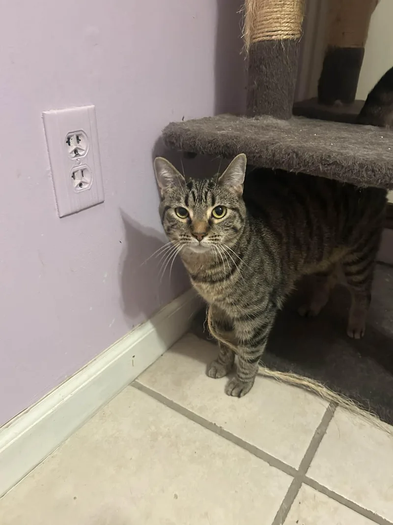 Turbo Granny thumbnail 2