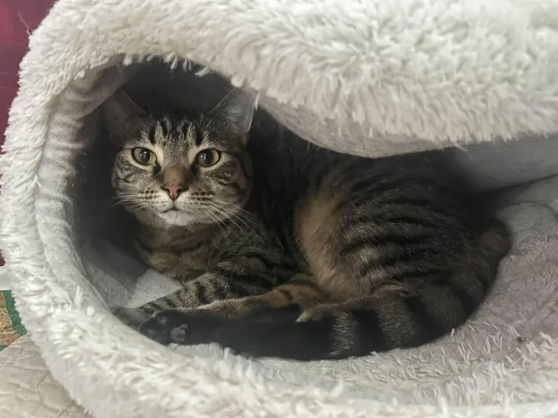 Turbo Granny thumbnail 4