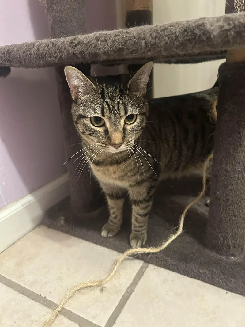 Turbo Granny thumbnail 5