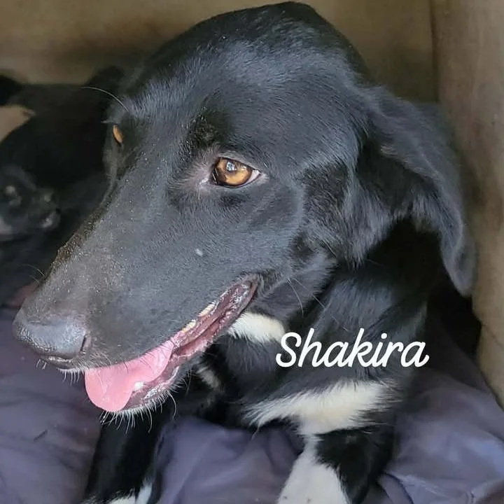 An adult medium-sized female Black Border Collie dog named Shakira for adoption in Buchanan Dam, TX
