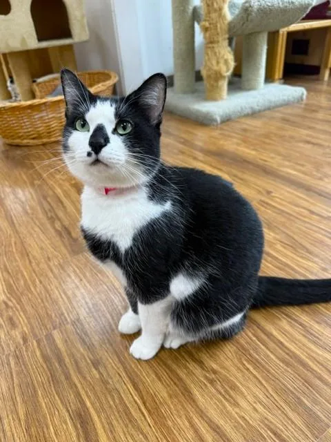 An adult large-sized female Black & White / Tuxedo Domestic Short Hair cat named Darla for adoption in Medina, OH