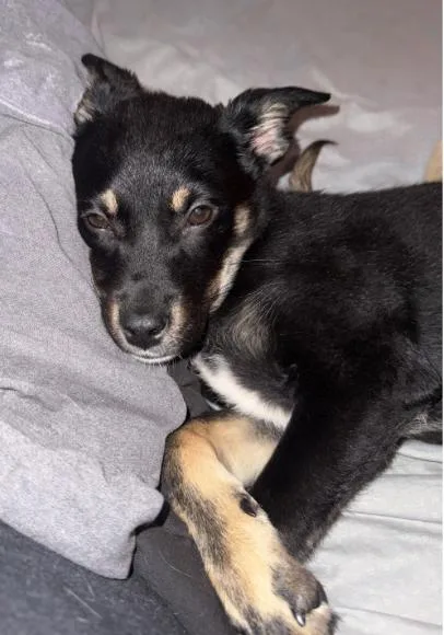A baby medium-sized male Shepherd dog named Paulie for adoption in Broomfield, CO