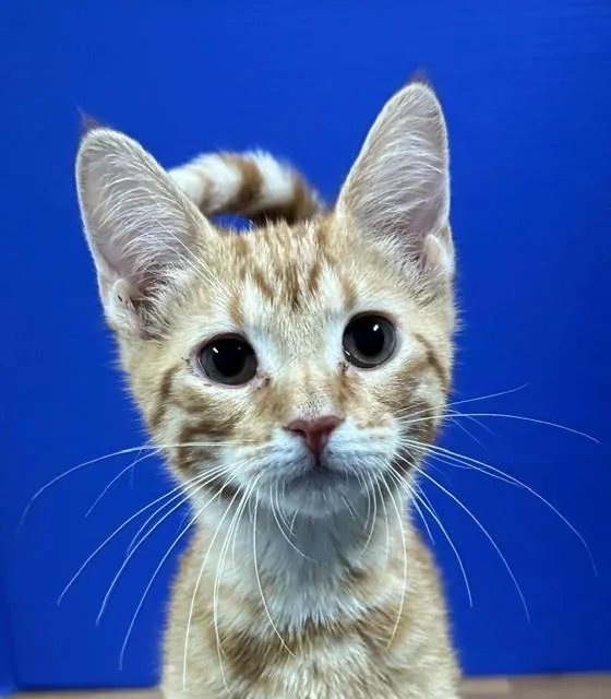 A baby medium-sized male Tabby (Orange / Red) Domestic Short Hair cat named Austin for adoption in Hawk Point, MO