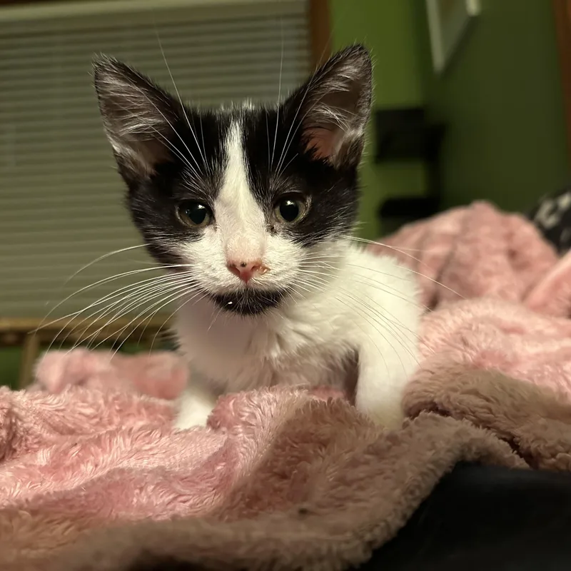 A baby small-sized female Black & White / Tuxedo Domestic Short Hair cat named Fandango for adoption in Milwaukee, WI