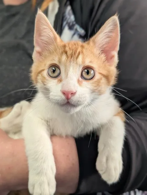 A baby small-sized male Domestic Short Hair cat named Ginger for adoption in Canfield, OH