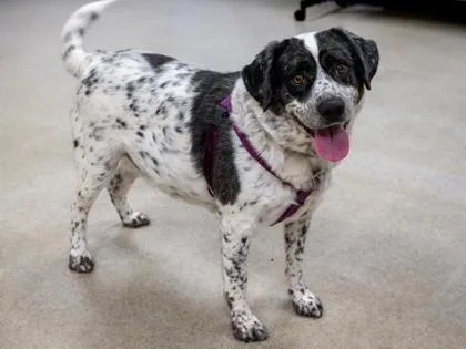 An adult large-sized male Australian Cattle Dog / Blue Heeler dog named Buck for adoption in Coon Rapids, MN