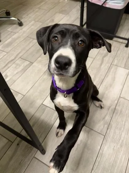 A young medium-sized female American Staffordshire Terrier dog named A Pepper Jackie for adoption in North Charleston, SC