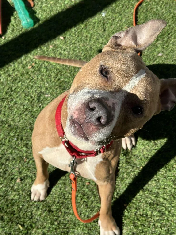 An adult large-sized male Brown / Chocolate Mixed Breed dog named Chop for adoption in Alexandria, VA