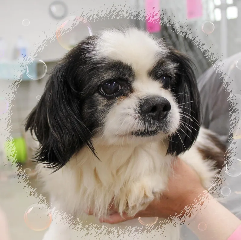 A senior small-sized male Black Shih Tzu dog named Jerry for adoption in Amelia, OH