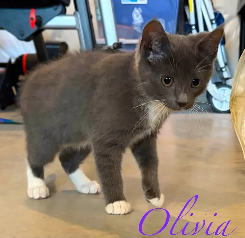 A baby medium-sized female Black & White / Tuxedo Domestic Short Hair cat named Emily & Olivia for adoption in Schnecksville, PA