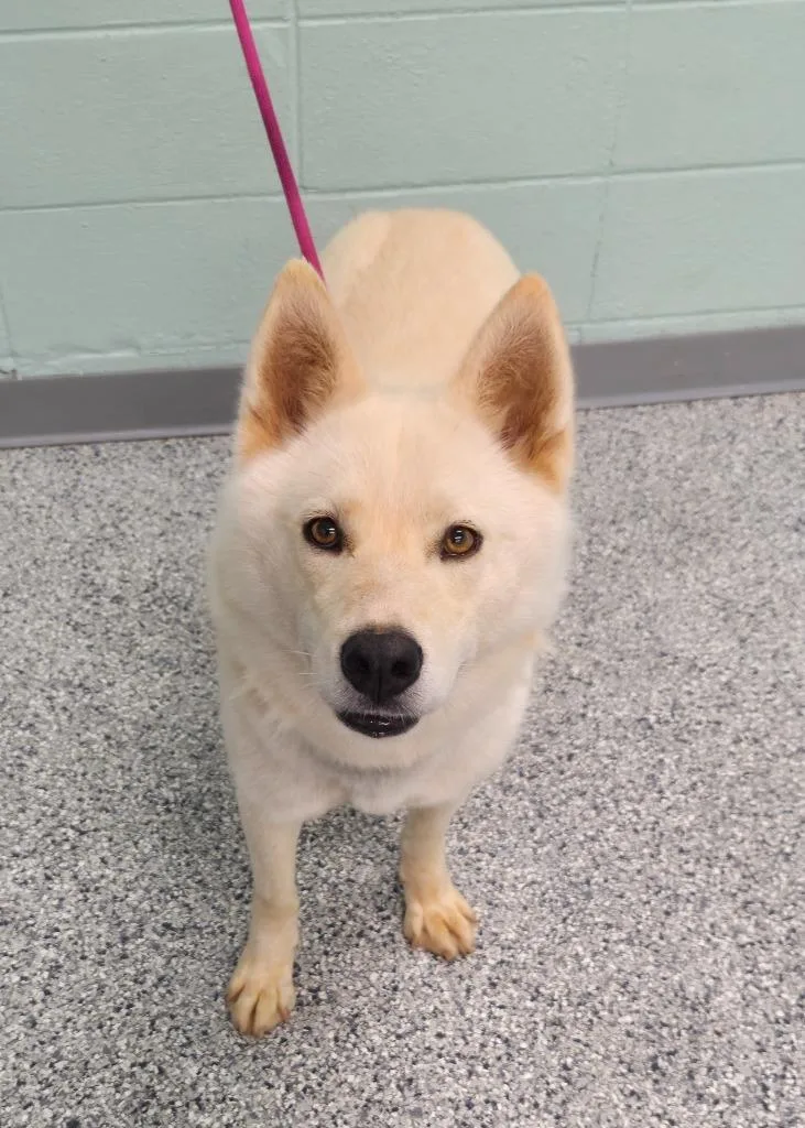 An adult large-sized female Terrier dog named Jolly for adoption in Athens, TN