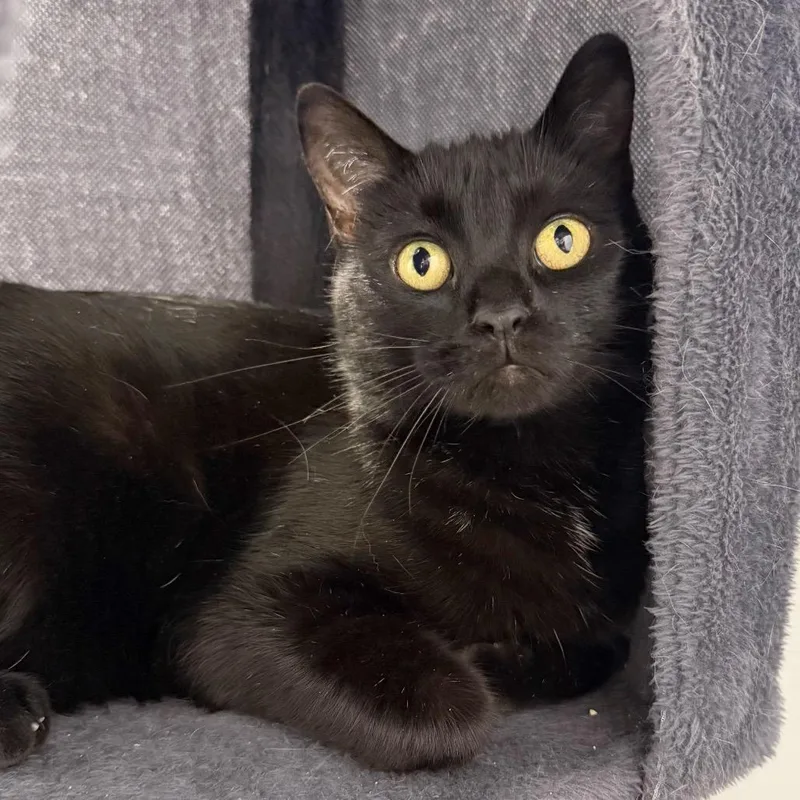 An adult large-sized female Black Domestic Short Hair cat named Dream for adoption in Madison, WI
