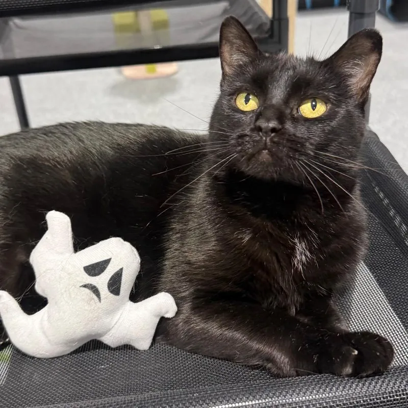 Dream thumbnail 2