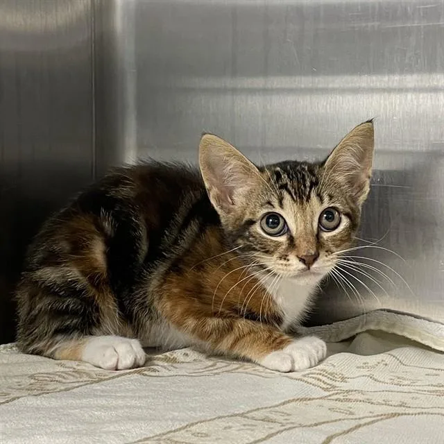 A baby small-sized female Domestic Medium Hair cat named Peaches for adoption in Tallahassee, FL