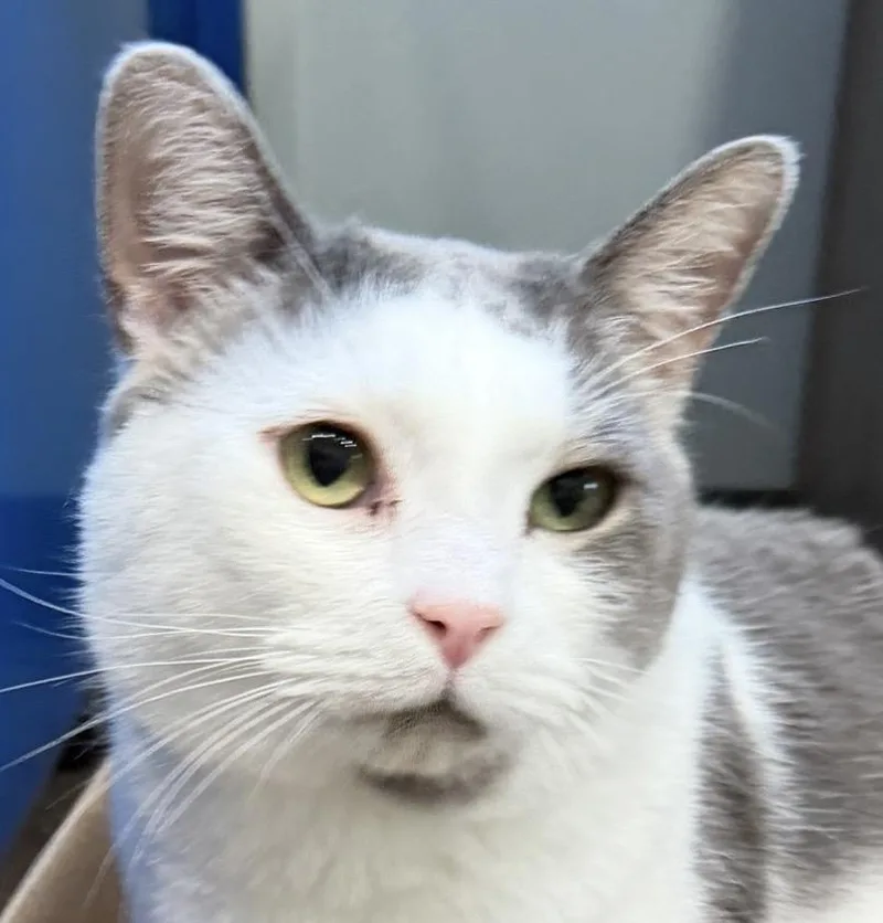 A young large-sized male Gray & White Domestic Short Hair cat named Herb for adoption in Sault Sainte Marie, MI