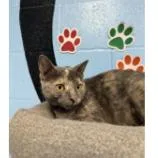 A young small-sized female Domestic Short Hair cat named Bagel for adoption in Tallahassee, FL