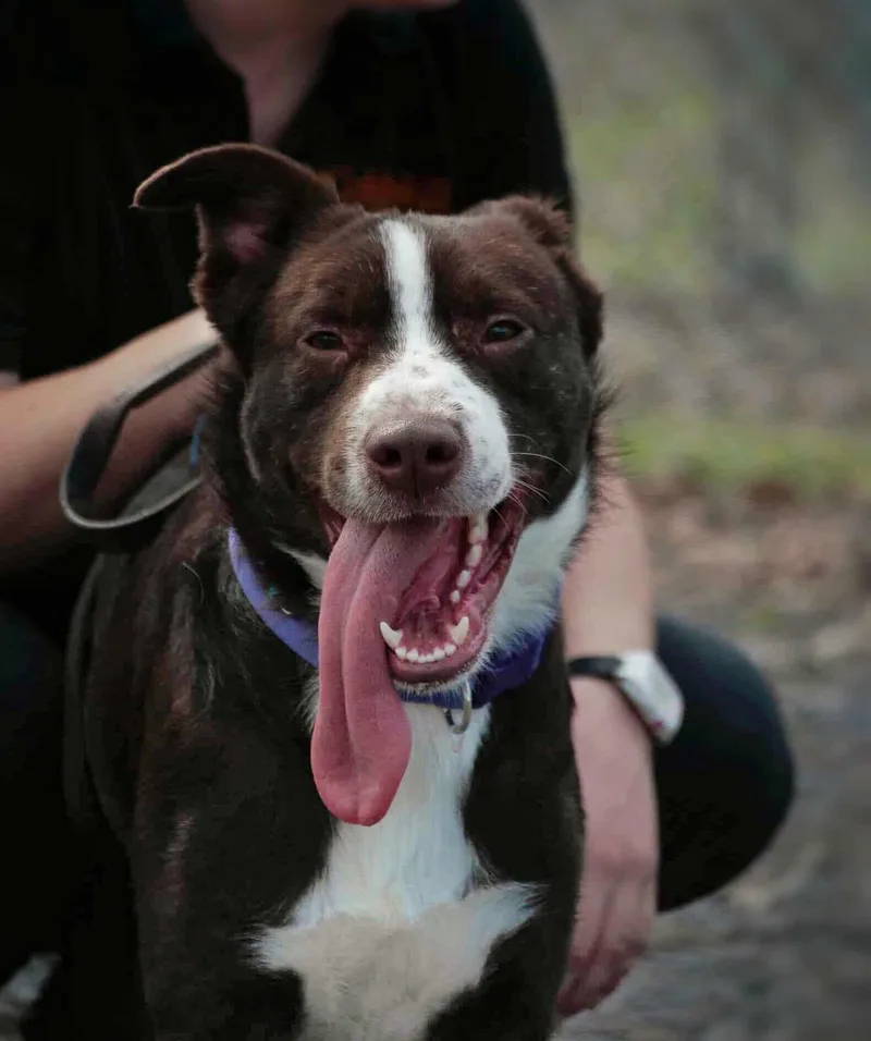 An adult medium-sized female Border Collie dog named Henry for adoption in Howes Cave, NY