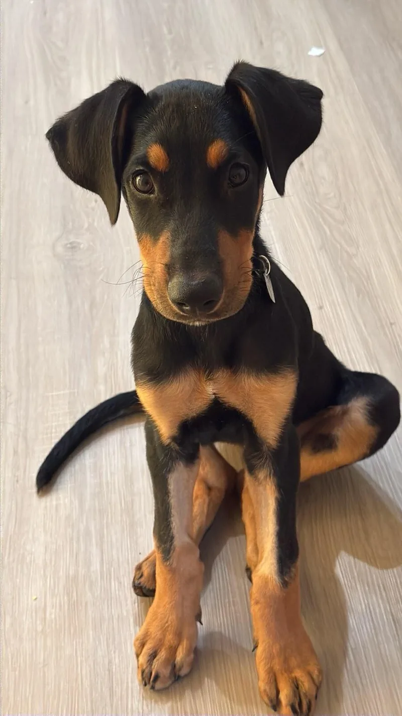 A baby large-sized male Doberman Pinscher dog named Pugsley Addams for adoption in Van Nuys, CA