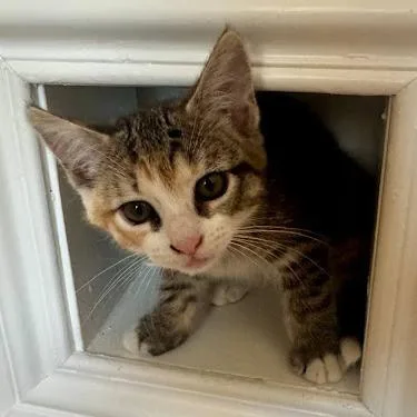 A baby small-sized female Brown / Chocolate Domestic Short Hair cat named Peaches for adoption in Pleasant Hill, CA