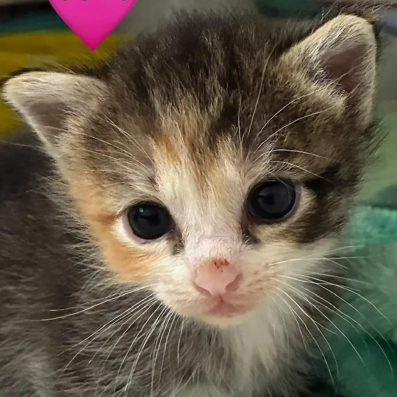 Peaches thumbnail 3
