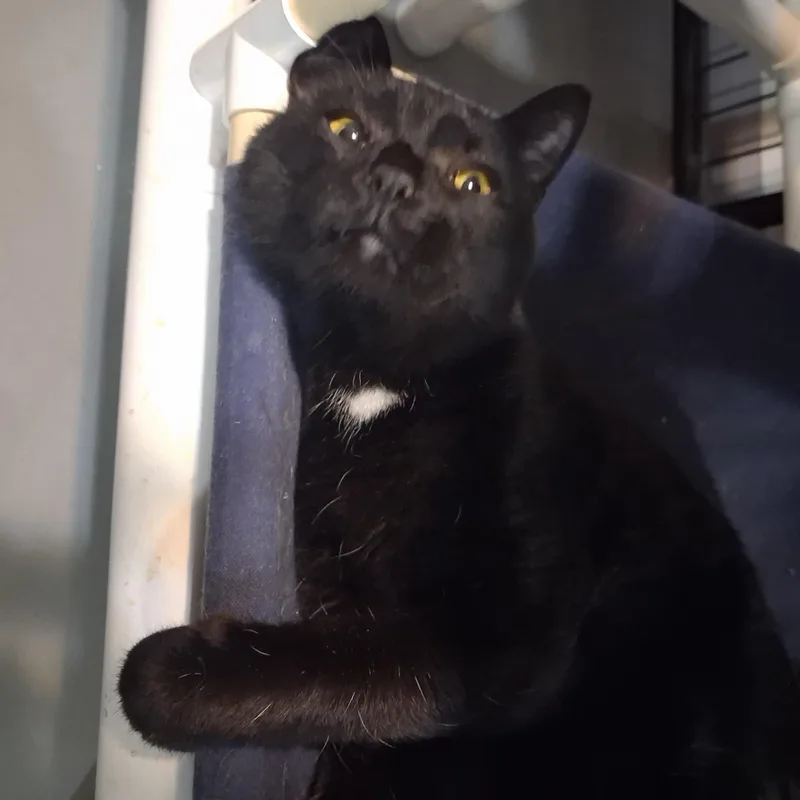 An adult medium-sized male Black Domestic Short Hair cat named Bronson for adoption in Iowa Falls, IA