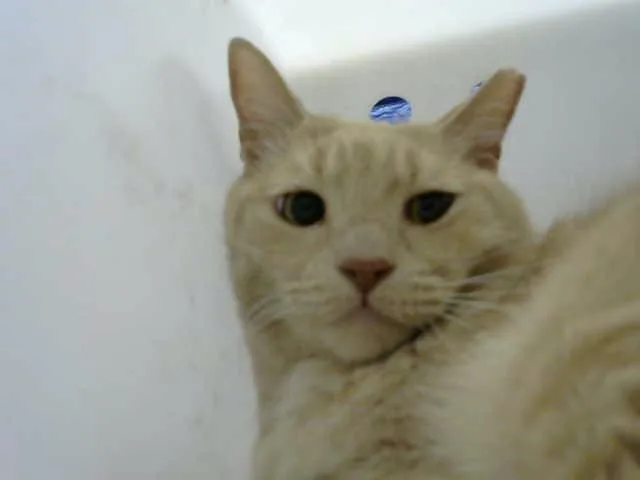 Jake