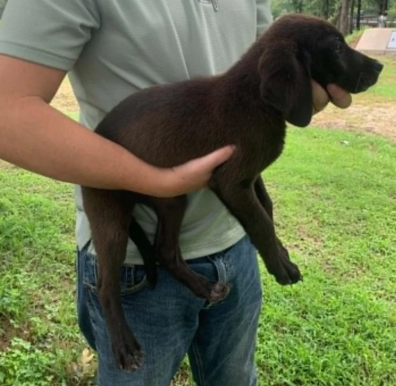 A baby medium-sized male English Coonhound dog named Freddie Mercury for adoption in TULSA, OK