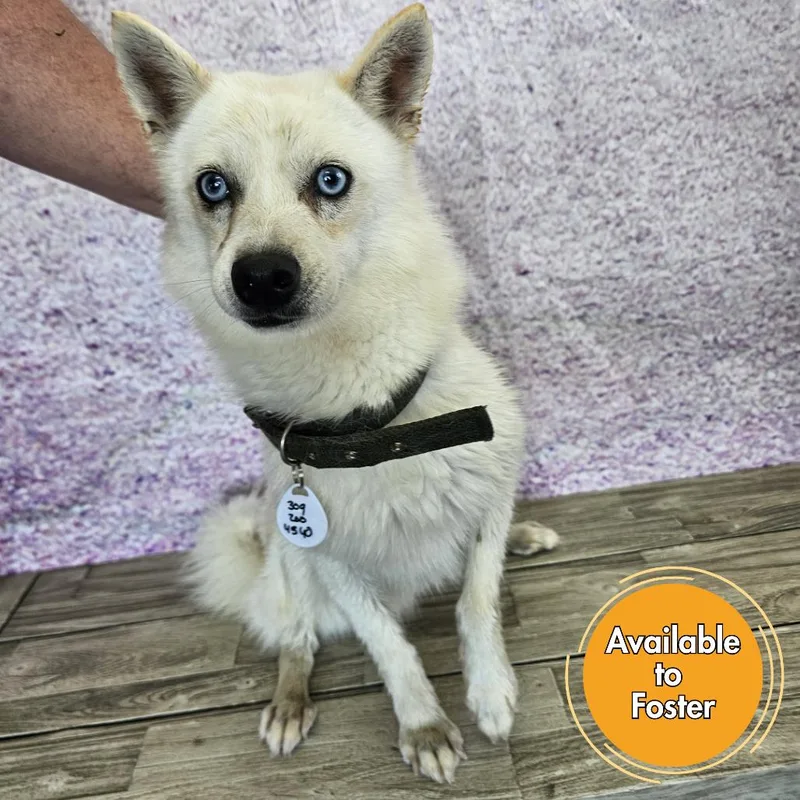 A young small-sized male White / Cream Klee Kai dog named Chevy for adoption in Normal, IL