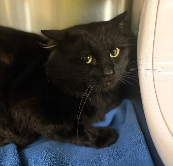 An adult medium-sized male Domestic Medium Hair cat named Fluff for adoption in Sioux City, IA