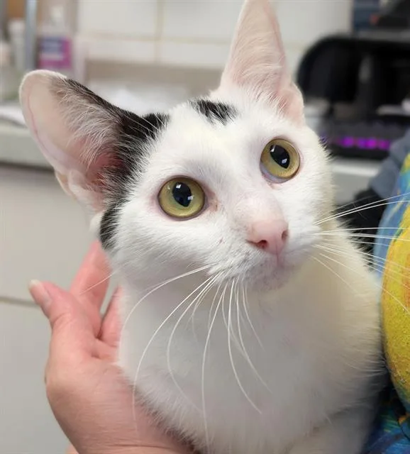A young medium-sized female Domestic Short Hair cat named Calypso for adoption in Canfield, OH