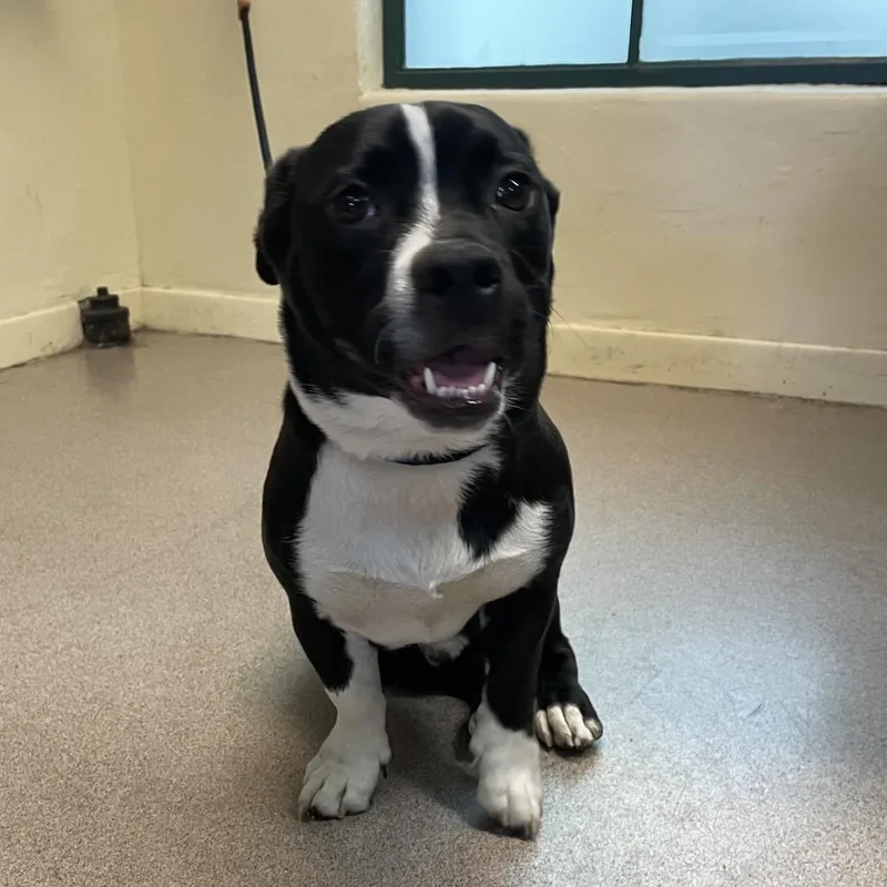 An adult medium-sized male Black Pit Bull Terrier dog named Martin for adoption in Pasadena, CA