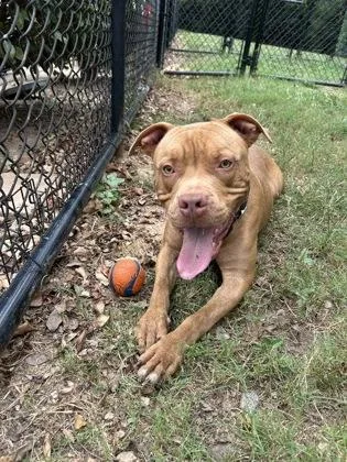 A young large-sized male Mixed Breed dog named Hansel for adoption in Chamblee, GA
