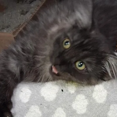 A baby medium-sized female Gray / Blue / Silver Domestic Medium Hair cat named Twister for adoption in Rapid City, SD