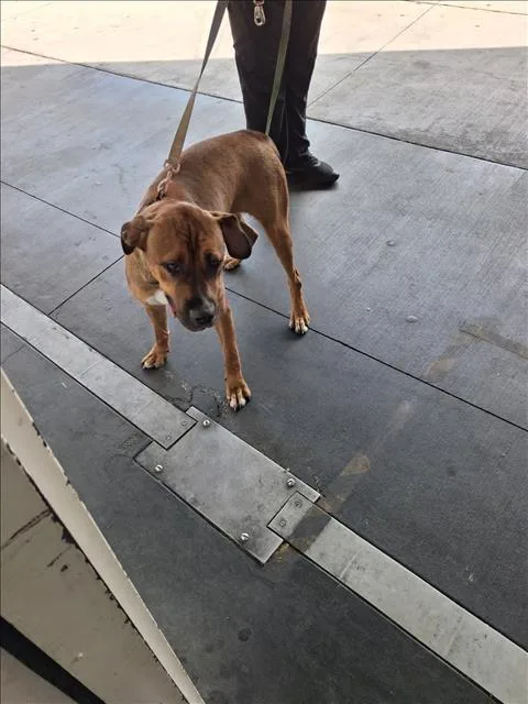 An adult large-sized female Pit Bull Terrier dog named Roxy for adoption in Los Angeles, CA