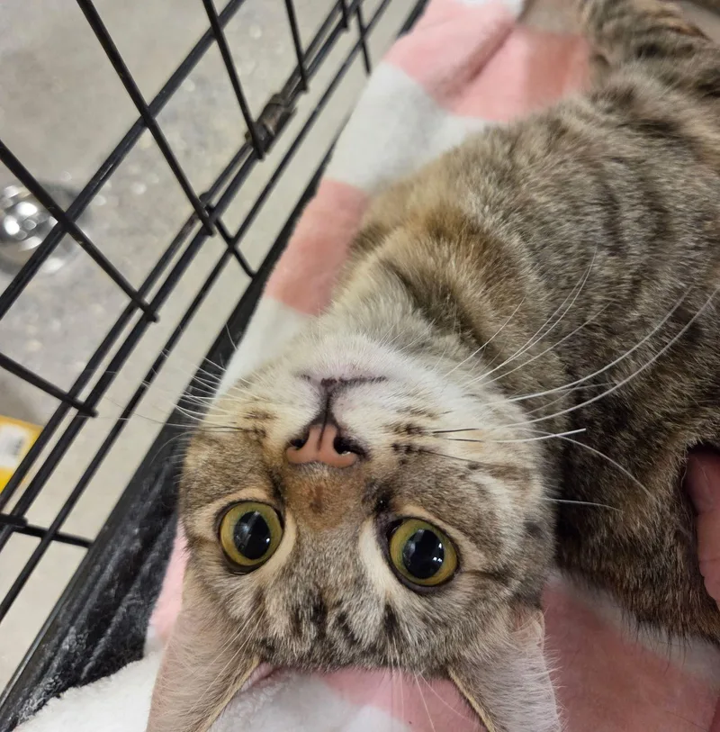 A young medium-sized female Tabby cat named Trixie for adoption in Henderson, NV