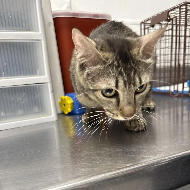 A young medium-sized female Brown / Chocolate Domestic Short Hair cat named Haccstray_ for adoption in Henderson, NV