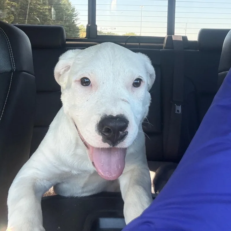 A baby medium-sized male Pit Bull Terrier dog named Freddy for adoption in Charlotte, NC